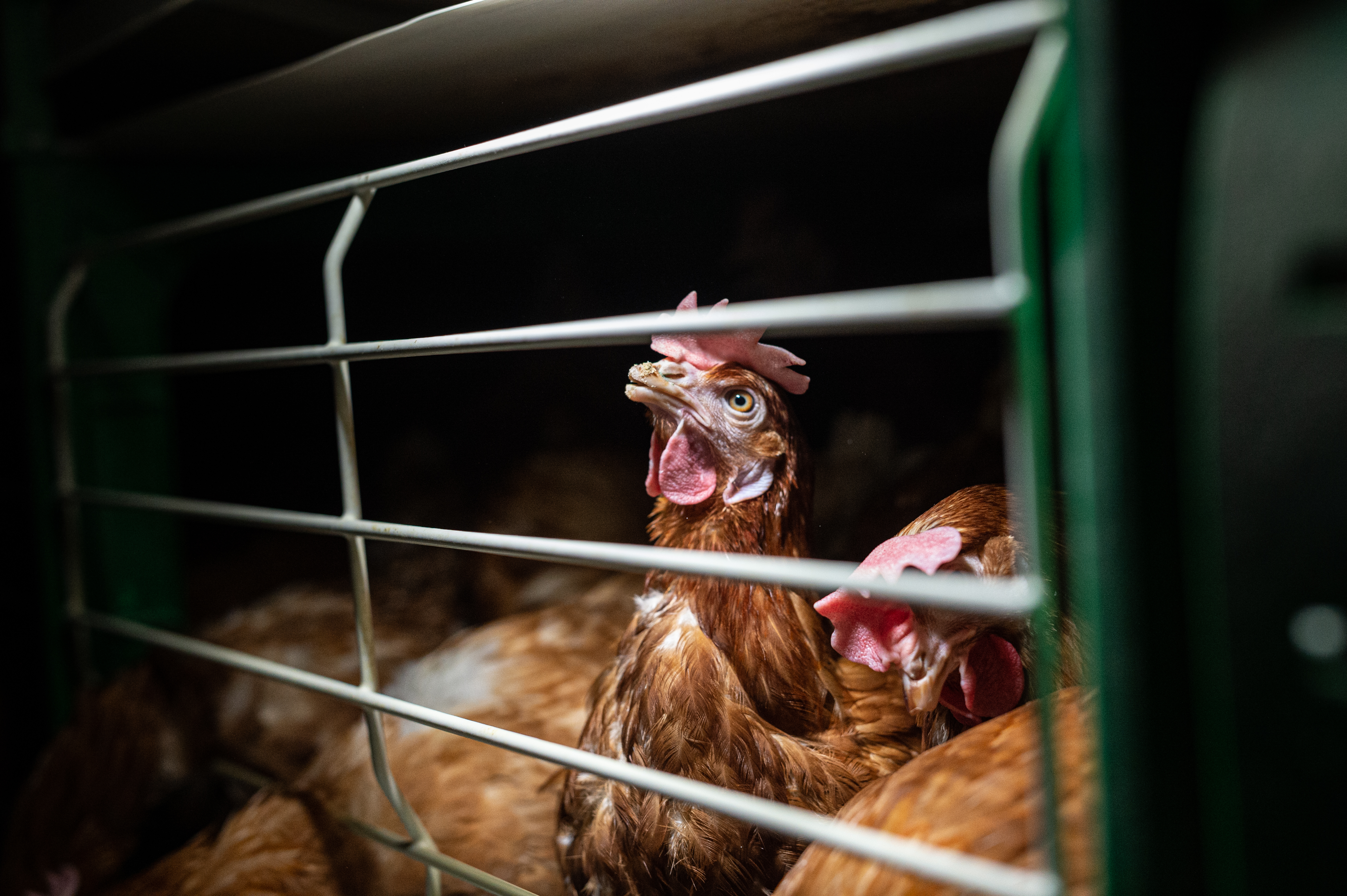 Cage-Free Farming Working Group | Intergroup